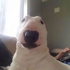 Onlyfans leaked amaaterasuu
picture 1