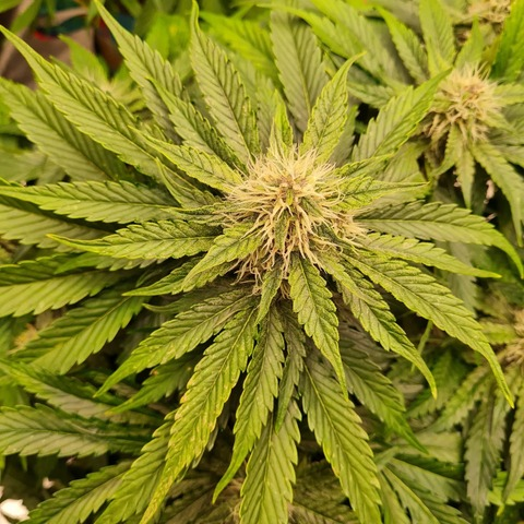autoflowerqueen OnlyFans Leaked Photos and Videos 

 picture 2