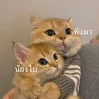 Onlyfans free content babycatcouple 

 picture 1