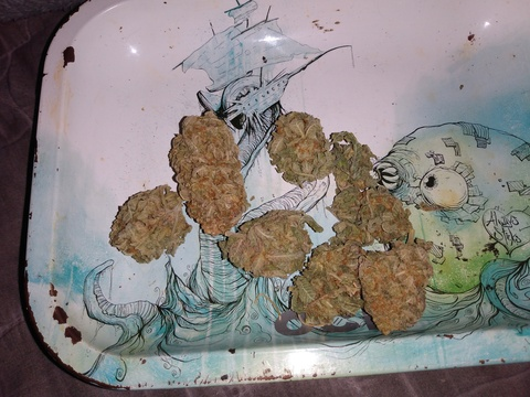 badbunny42018 leaked gallery photo 2