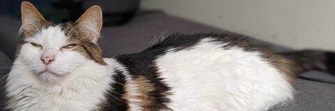 View balrogmeowgoth (Balrog) OnlyFans 32 Photos and 5 Videos for free 

 picture 2