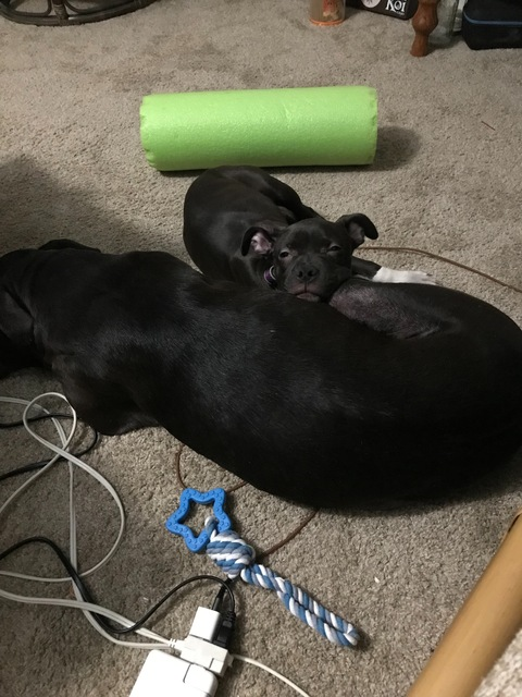 blackdogfollowing OnlyFans Leaked (6 Photos and 7 Videos) 

 picture 2