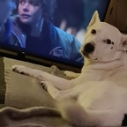 boltthehusky OnlyFans Leaked Photos and Videos 

 picture 1