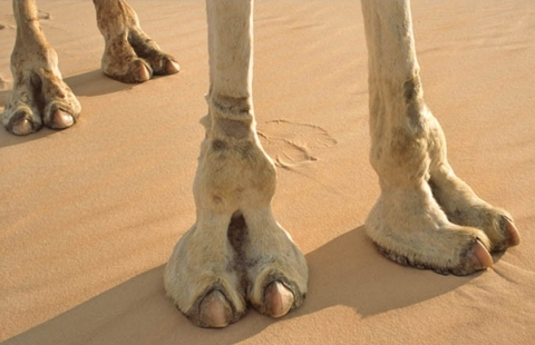 Onlyfans leaks cameltoes 

 picture 2