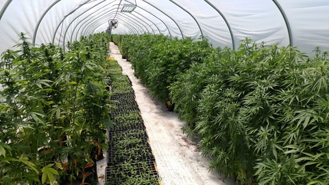 cannabisclown OnlyFans Leaked (24 Photos and 3 Videos) 

 picture 2