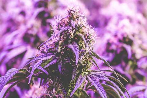 View cannabish710 OnlyFans content for free 

 picture 2
