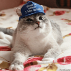 View catinthebluehat OnlyFans content for free
picture 1