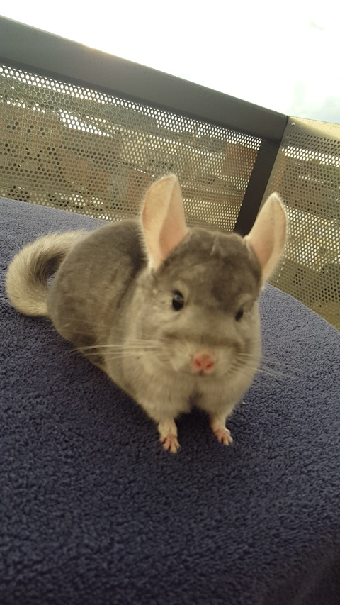 Onlyfans leaks charliechinchilla 

 picture 2
