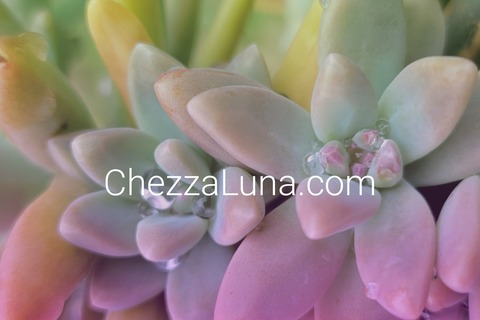 @chezzaluna leaks Onlyfans videos and photos free 

 picture 2