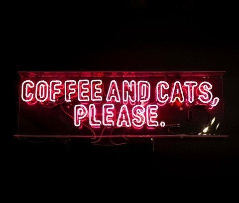 View coffeeandcats OnlyFans videos and photos for free 

 picture 2