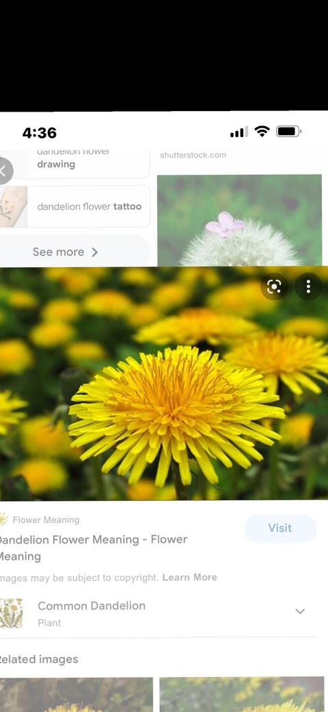 dandelionbliss OnlyFans Leaks (30 Photos and 0 Videos) 

 picture 2
