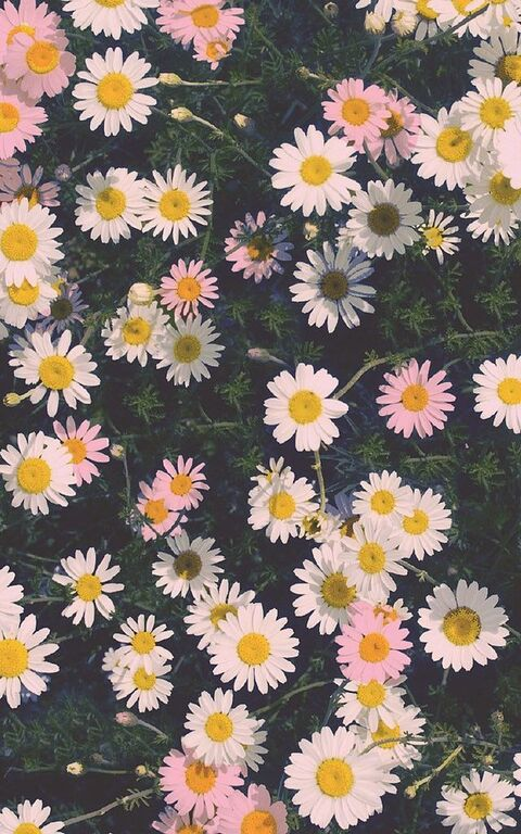 dazedflowers OnlyFans Leaked (108 Photos and 42 Videos) 

 picture 2