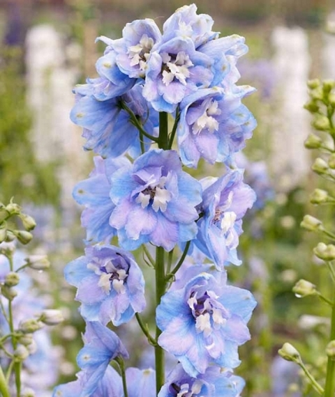 Download delphinium18xo OnlyFans videos and photos free 

 picture 2