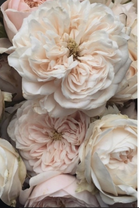 dragonfruit19 OnlyFans Leak 

 picture 2