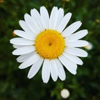 Onlyfans free dreamingofdaisy 

 picture 1