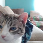 elsacat OnlyFans Leak (115 Photos and 3 Videos) 

 picture 1