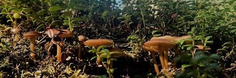 emlinsgarden (emlin) OnlyFans content 

 picture 2