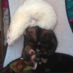 Onlyfans leaked ferret 

 picture 1