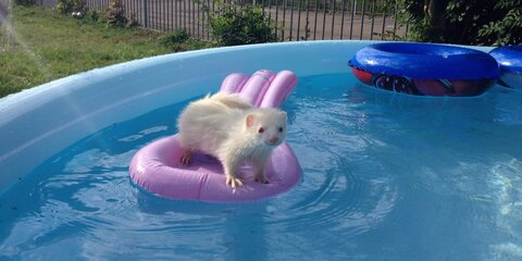 Onlyfans leaked ferret 

 picture 2
