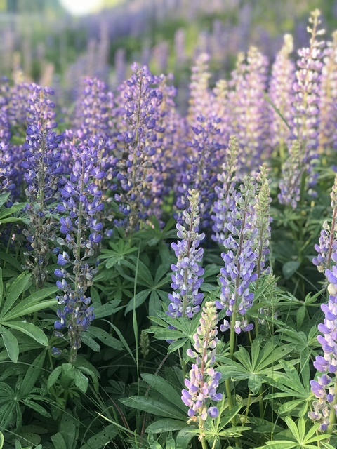Free access to @fieldsoflupine (Lupine Fields) Leak OnlyFans 

 picture 2