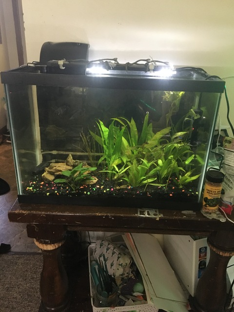 fishtanksandmoney (Linguae) OnlyFans Leaks 

 picture 2