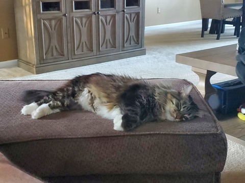 View fluffycatdad (Fluffy Cat Dad) OnlyFans 27 Photos and 7 Videos gallery 

 picture 2