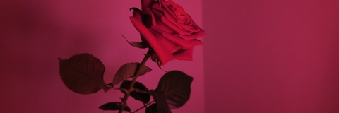 foreignrose415 OnlyFans Leaked Photos and Videos 

 picture 2