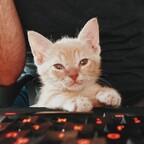 Onlyfans leaked fosterkittendad 

 picture 1