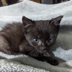fosterkittens (Earp Kittens) free OnlyFans content 

 picture 1
