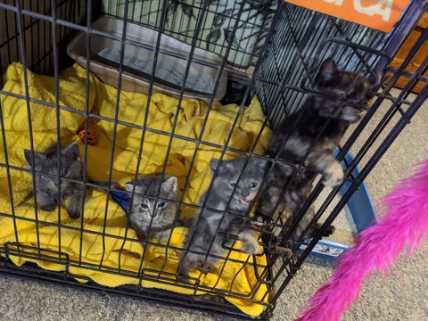 fosterkittens (Earp Kittens) free OnlyFans content 

 picture 2