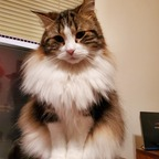 View Freyja the Cat (freyjathecat) OnlyFans 226 Photos and 28 Videos for free 

 picture 1
