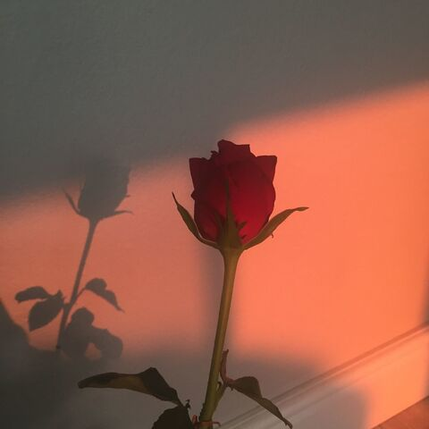 Onlyfans leak girlwithroses 

 picture 2