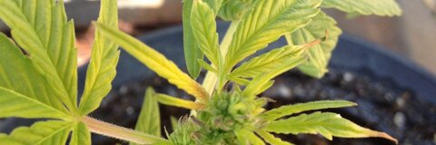 headgod420 leaked gallery photo 2