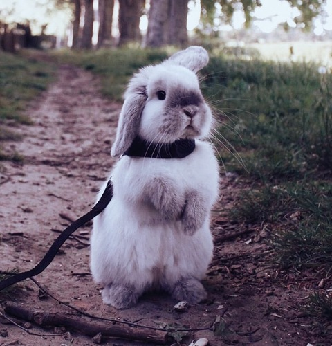 heidibunny leaked gallery photo 2