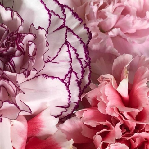 herpetals (Willow Hill) OnlyFans Leaked Content 

 picture 2