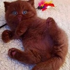 Get Free access to housekittten (Kitten) Leak OnlyFans 

 picture 1