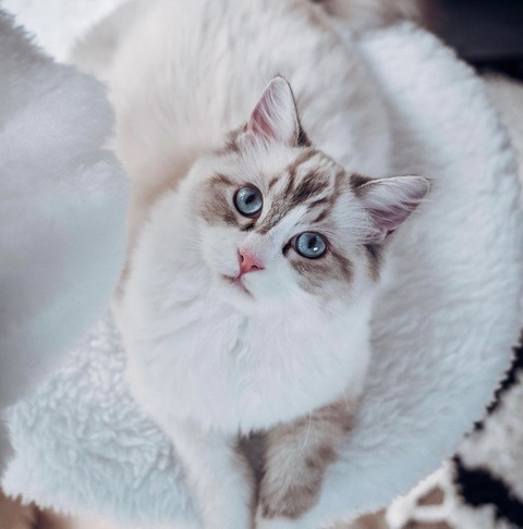 Get Free access to housekittten (Kitten) Leak OnlyFans 

 picture 2