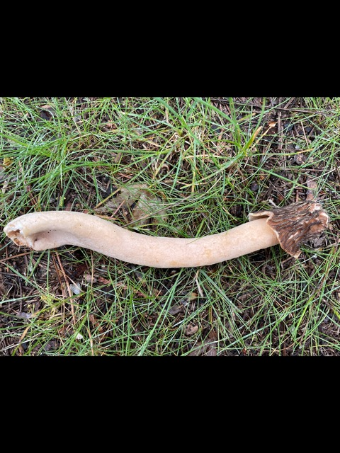 Free access to humongousfungus (Kennan Scott) Leak OnlyFans 

 picture 2