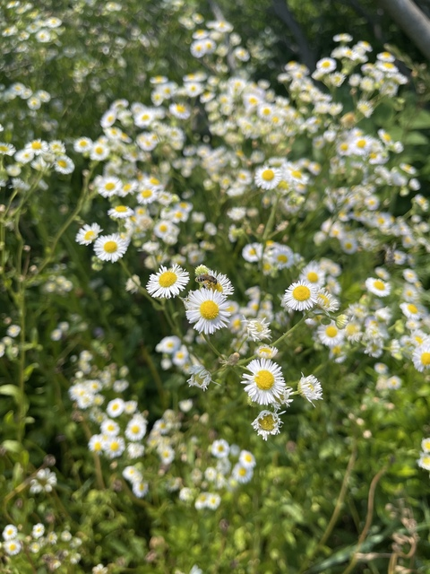 islaflowers OnlyFans Leak 

 picture 2