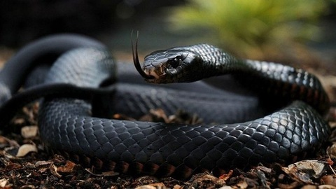 kingcobra_of OnlyFans Leaks (9 Photos and 129 Videos) 

 picture 2
