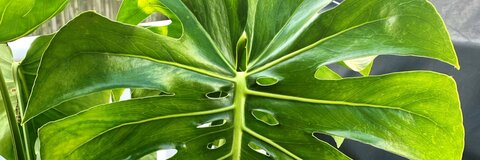 kinkypoisonivy OnlyFans Leaked 

 picture 2