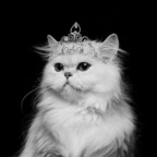 View kitty-queen (kitty KQ) OnlyFans 0 Photos and 0 Videos gallery 

 picture 1