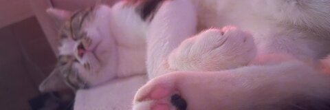 Download kitty2002102 OnlyFans content for free 

 picture 2