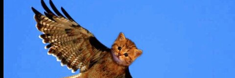 kittyhawkbb (KittyHawk) OnlyFans Leaked Pictures and Videos 

 picture 2