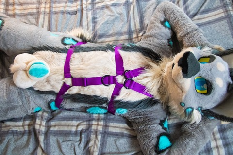 View Kylo/Gadget Pup (kylomew) OnlyFans 41 Photos and 13 Videos for free 

 picture 2