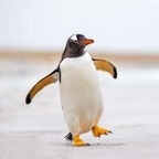 mcpenguen OnlyFans Leak (128 Photos and 99 Videos) 

 picture 1