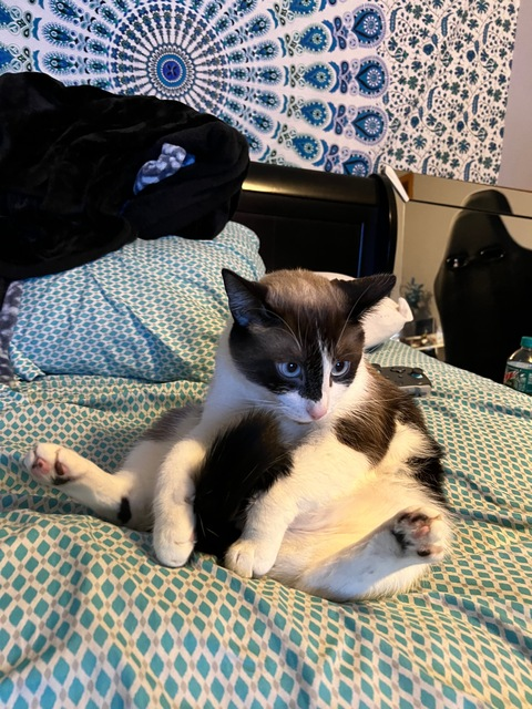 mewcute OnlyFans Leaked Photos and Videos 

 picture 2