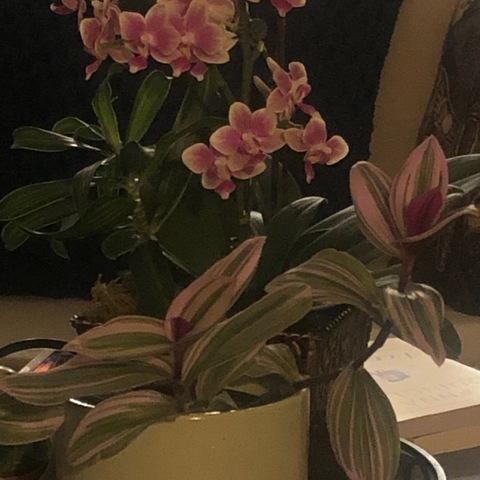 mewedith OnlyFans Leaks 

 picture 2