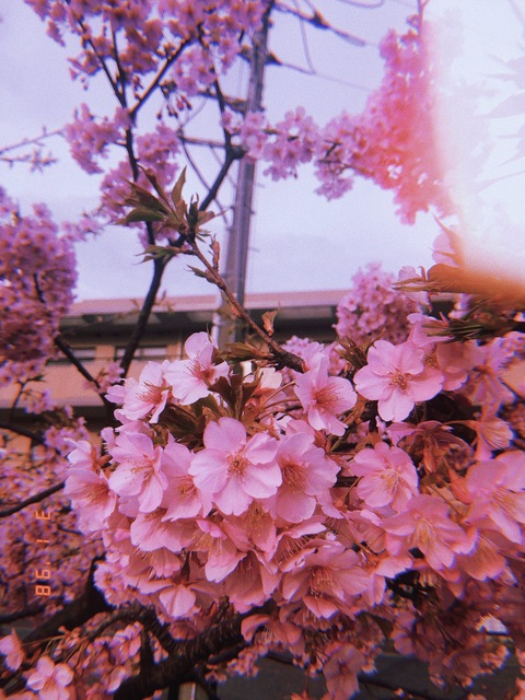 Onlyfans free mimineko_free 

 picture 2