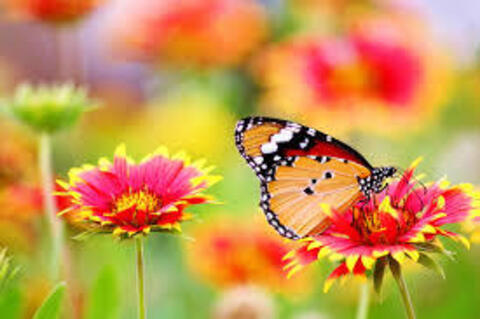 missbutterfly leaked gallery photo 2